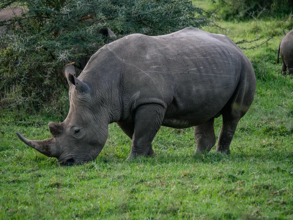 White rhino in Lake Nakuru National Park, Kenya
