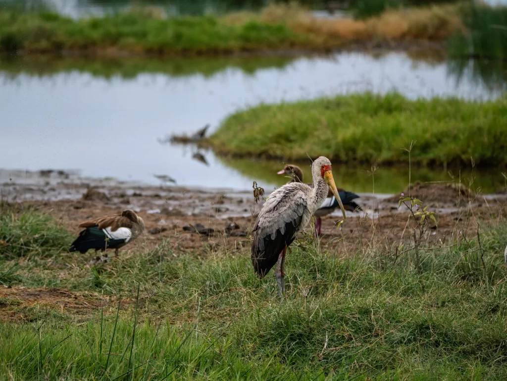 A yellow-billed stork and some Egyptian geese in Lake Nakuru National Park, Kenya