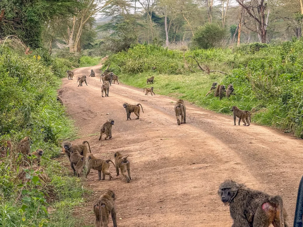 A troop of baboons on the road in Lake Nakuru National Park, Kenya