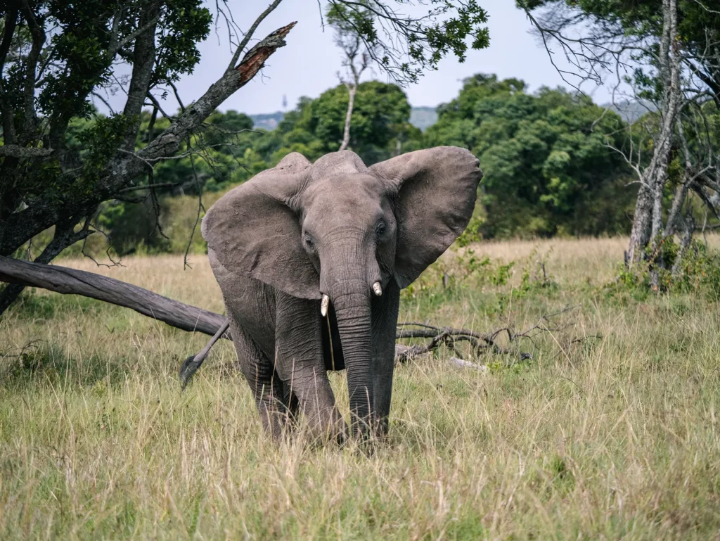Elephant in Maasai Mara, Kenya