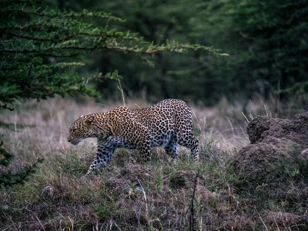 Female leopard known as Ndoto in Maasai Mara, Kenya