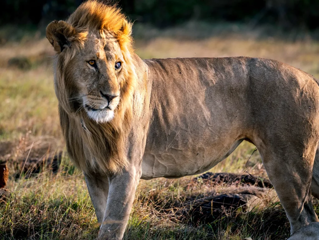 Male lion in Maasai Mara, Kenya