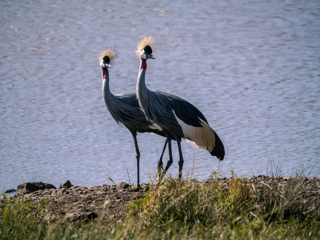 A pair of grey-crowned cranes in Maasai Mara, Kenya