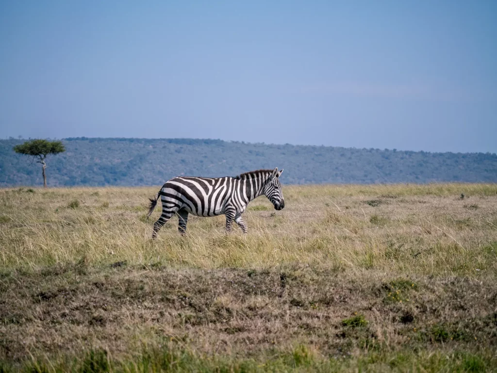 Zebra in Maasai Mara, Kenya