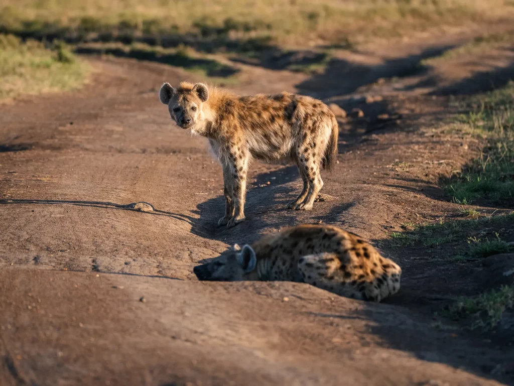 Hyenas in Maasai Mara, Kenya