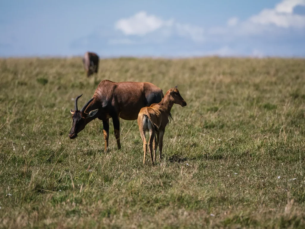 Mother topi with her calf in Maasai Mara, Kenya
