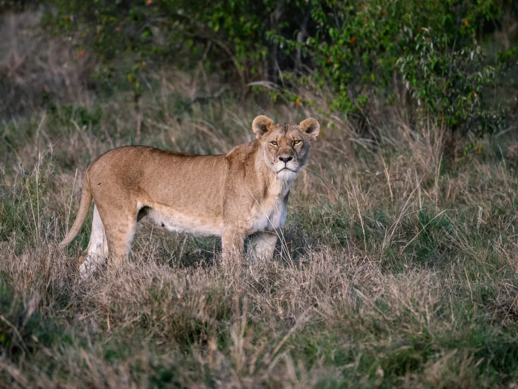 Lioness in Maasai Mara, Kenya
