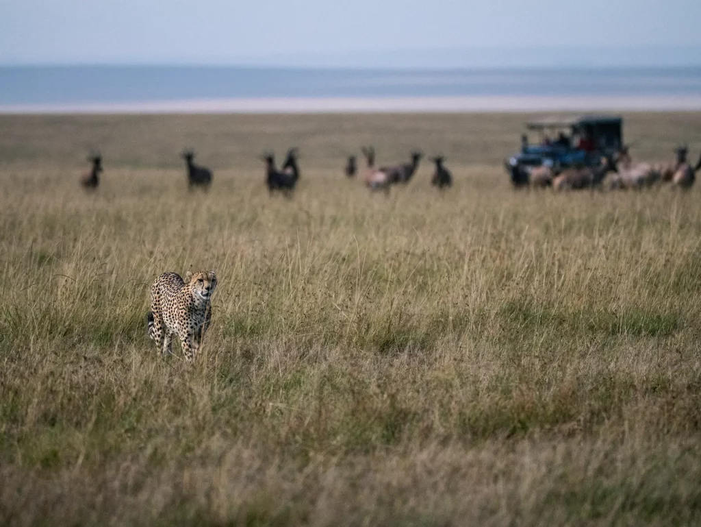 Neema, a female cheetah stalking through the Maasai Mara in Kenya with a herd of topi snorting at her in the background