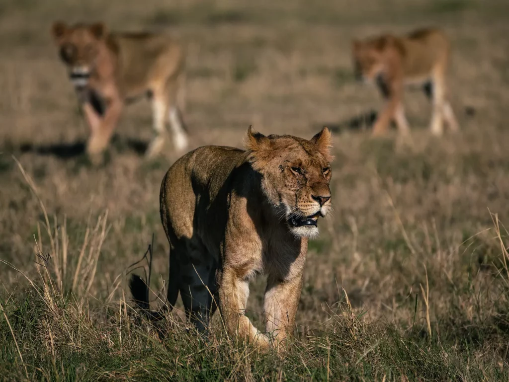 A pride of lions in Maasai Mara, Kenya