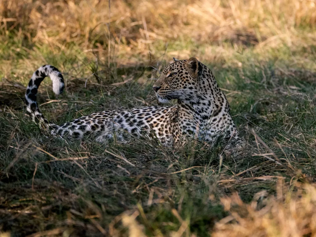 Leopard in Maasai Mara, Kenya