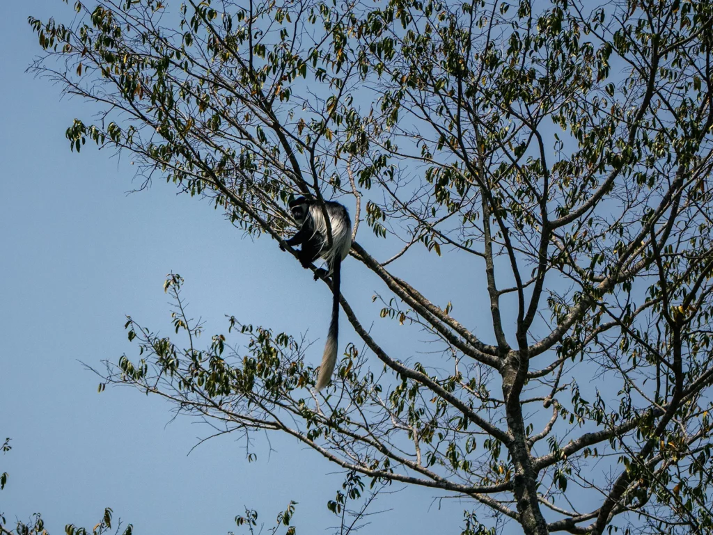Colobus monkey, Murchison Falls, Uganda