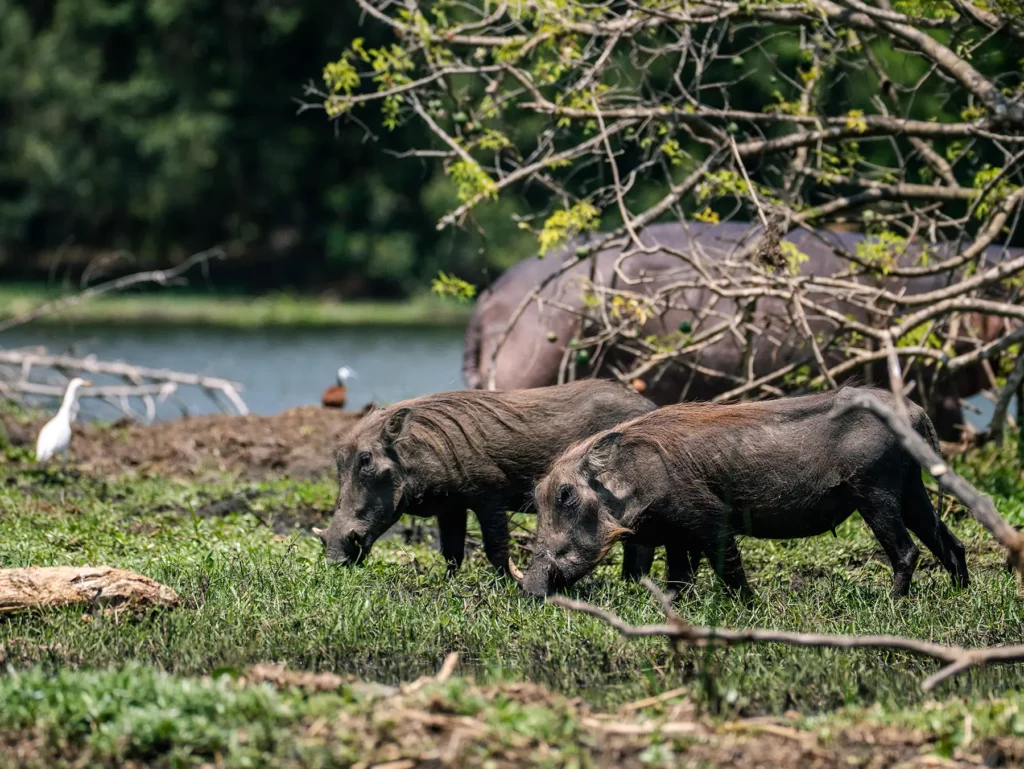 Warthogs and cattle egret in Murchison Falls, Uganda