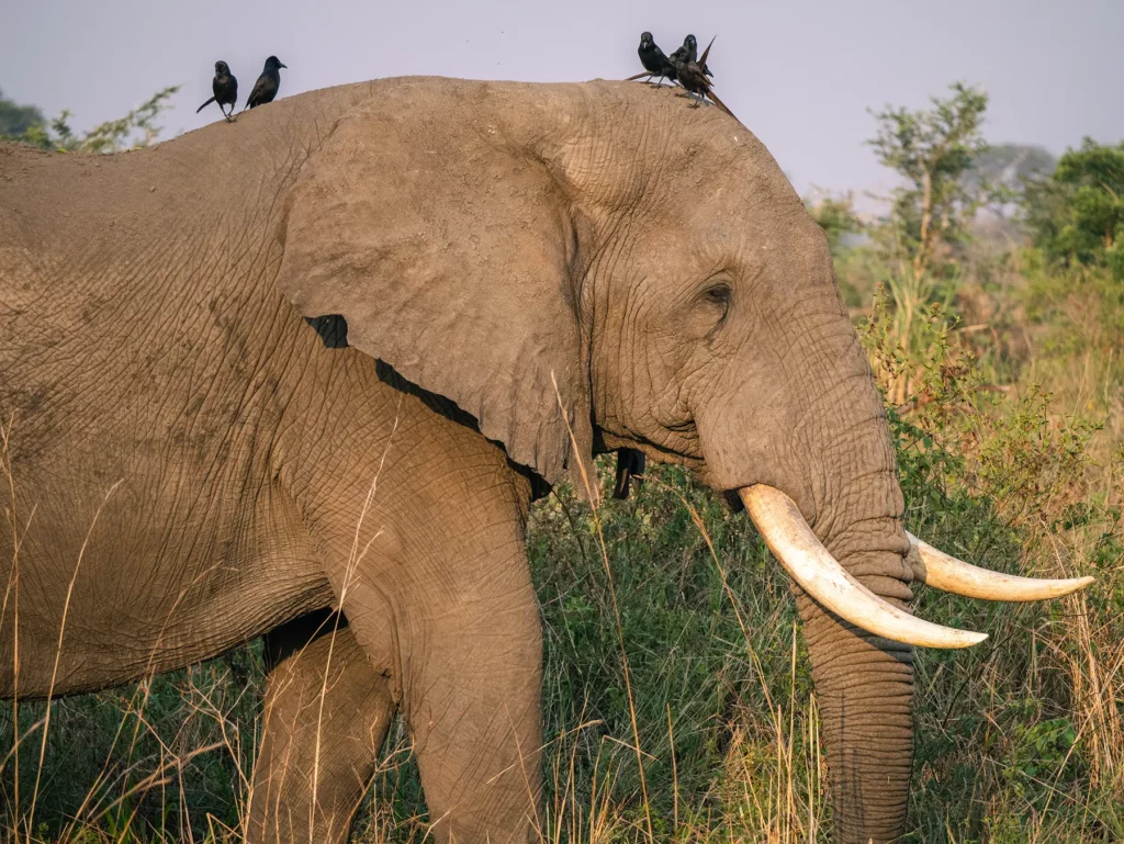 Bull elephant in Murchison Falls, Uganda