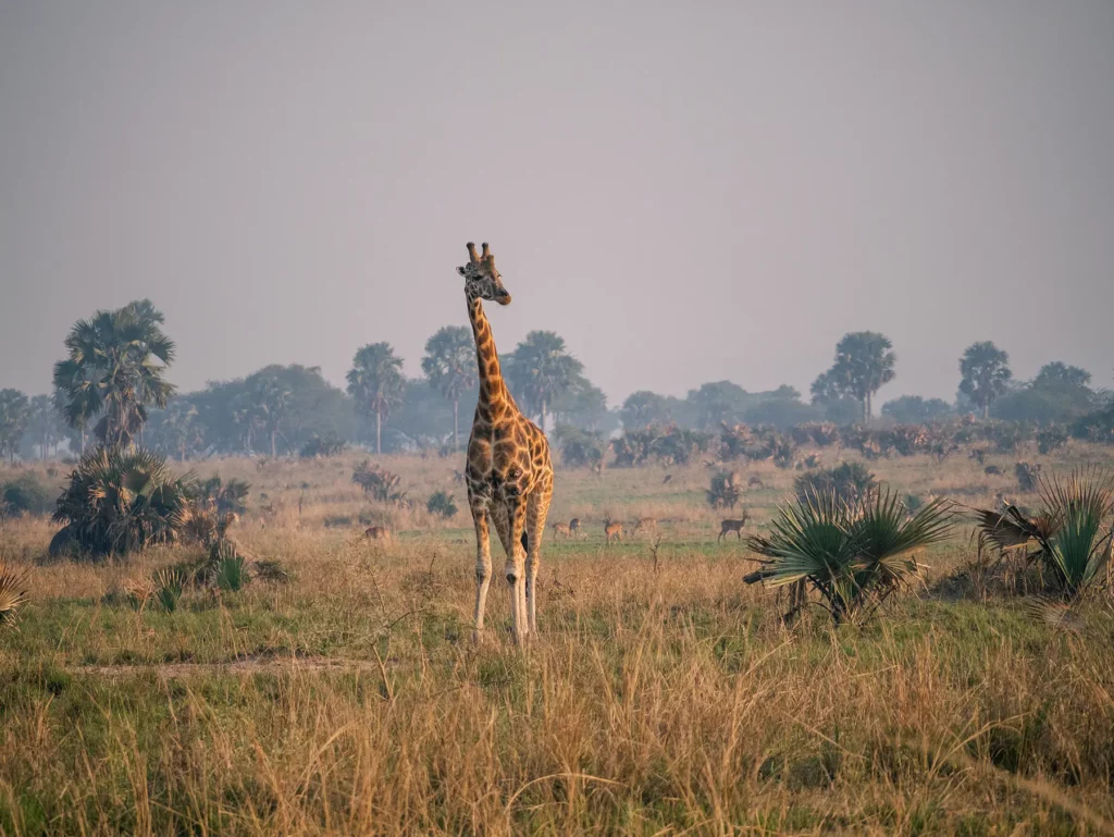 Rothschild giraffe, Murchison Falls, Uganda