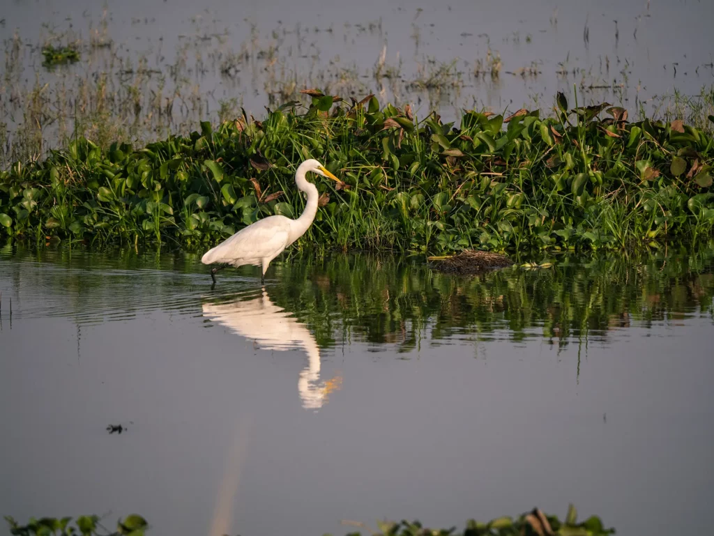 Intermediate egret, Murchison Falls, Uganda