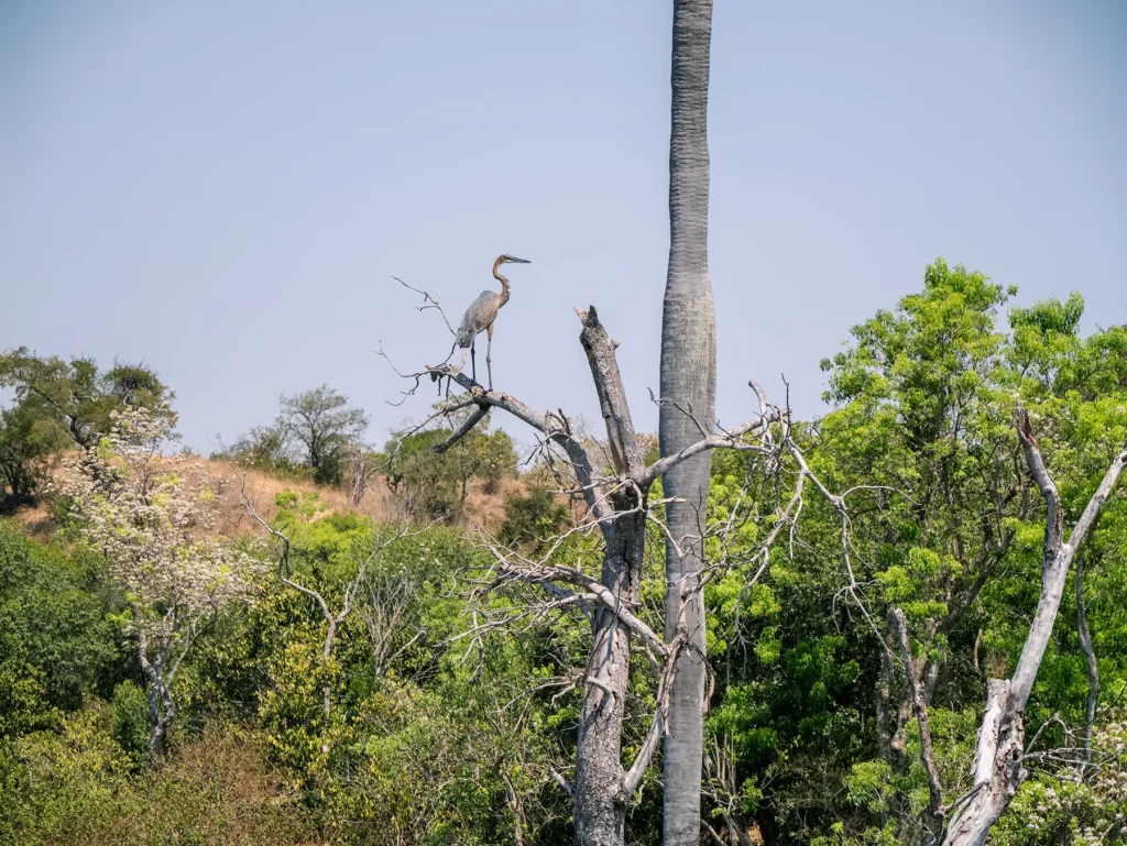 Goliath heron, Murchison Falls, Uganda