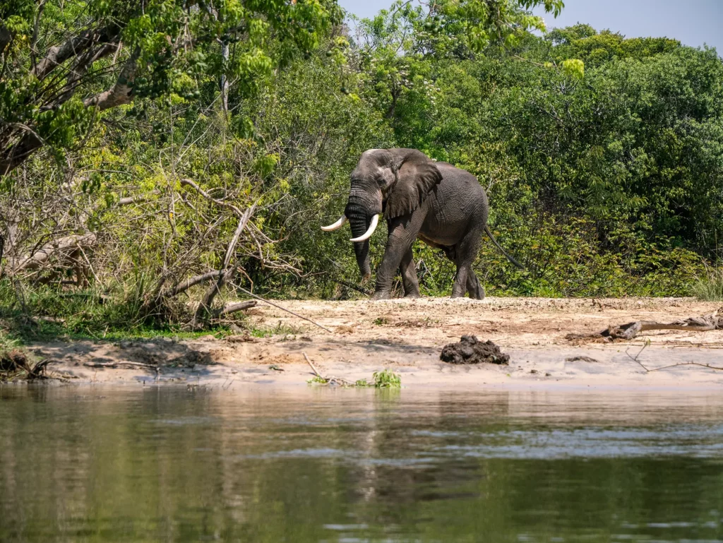 Bull elephant on the banks of the Nile River, Murchison Falls, Uganda