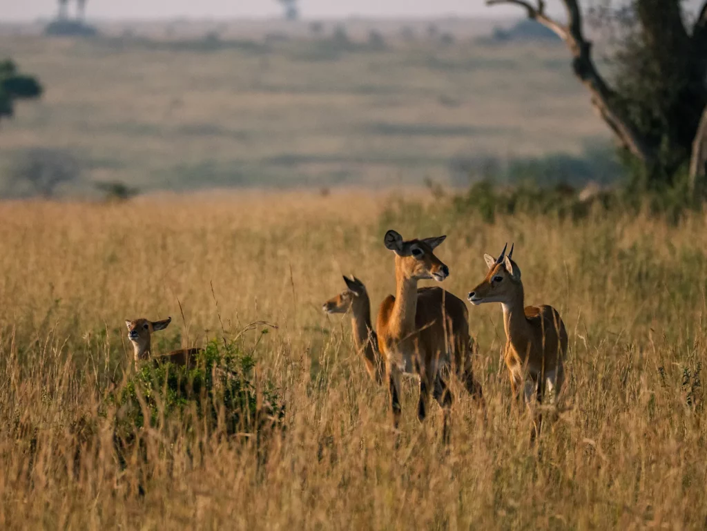 Ugandan kobs, Murchison Falls, Uganda