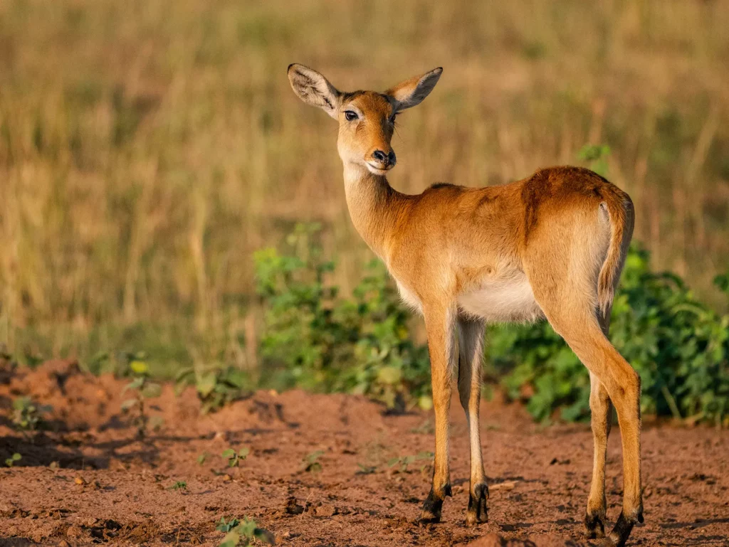 Ugandan Kob in Murchison Falls, Uganda