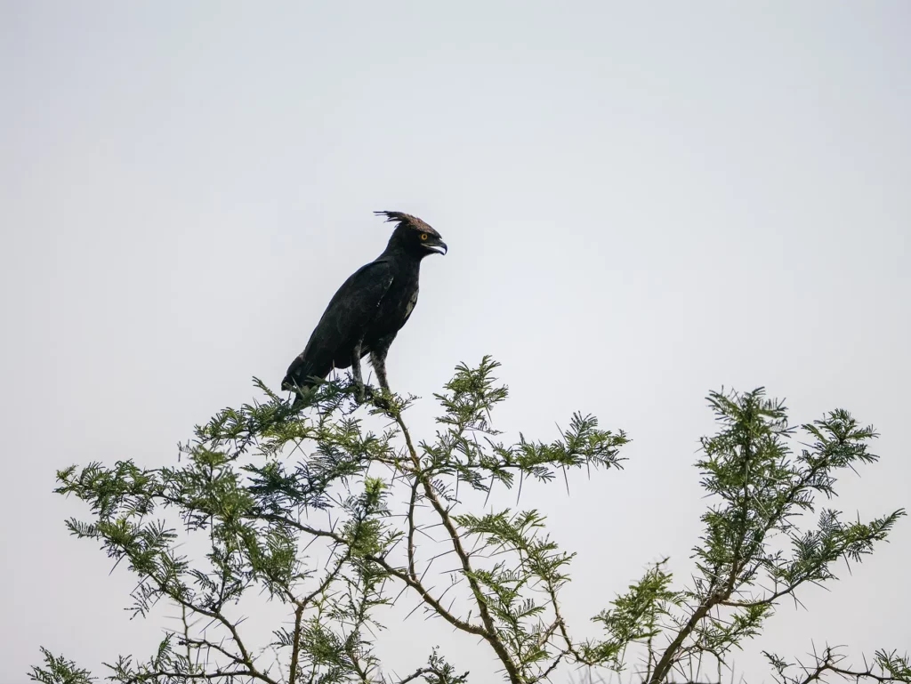 Long-crested eagle, Murchison Falls, Uganda