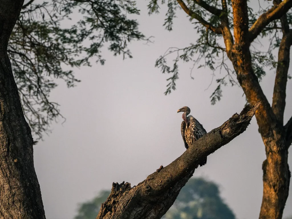 Rüppell’s vulture in Murchison Falls, Uganda