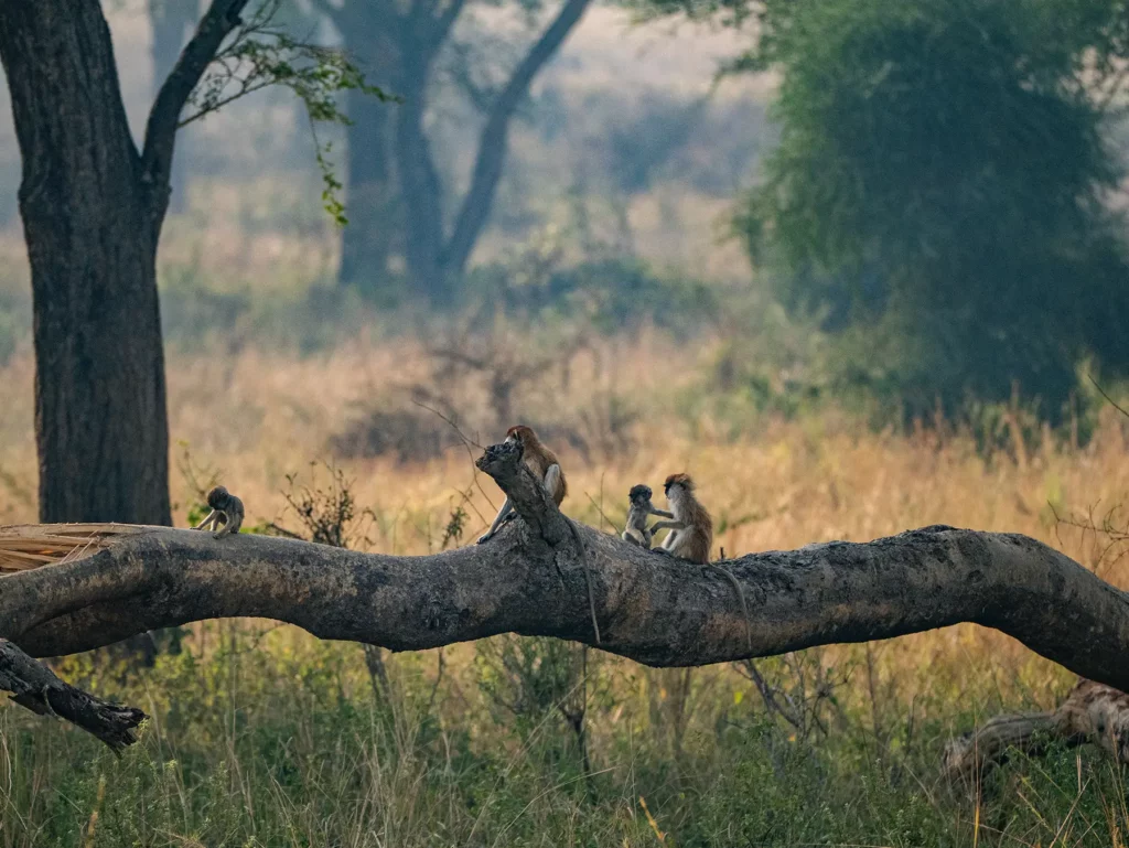 Patas monkeys, Murchison Falls, Uganda