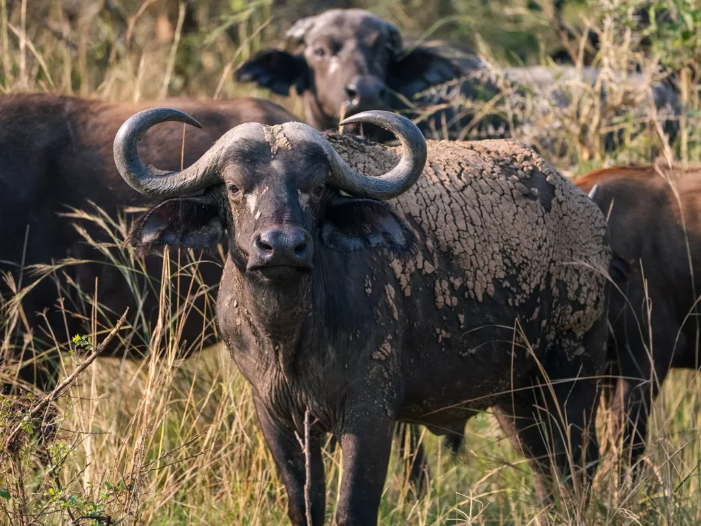buffalo, Murchison Falls, Uganda