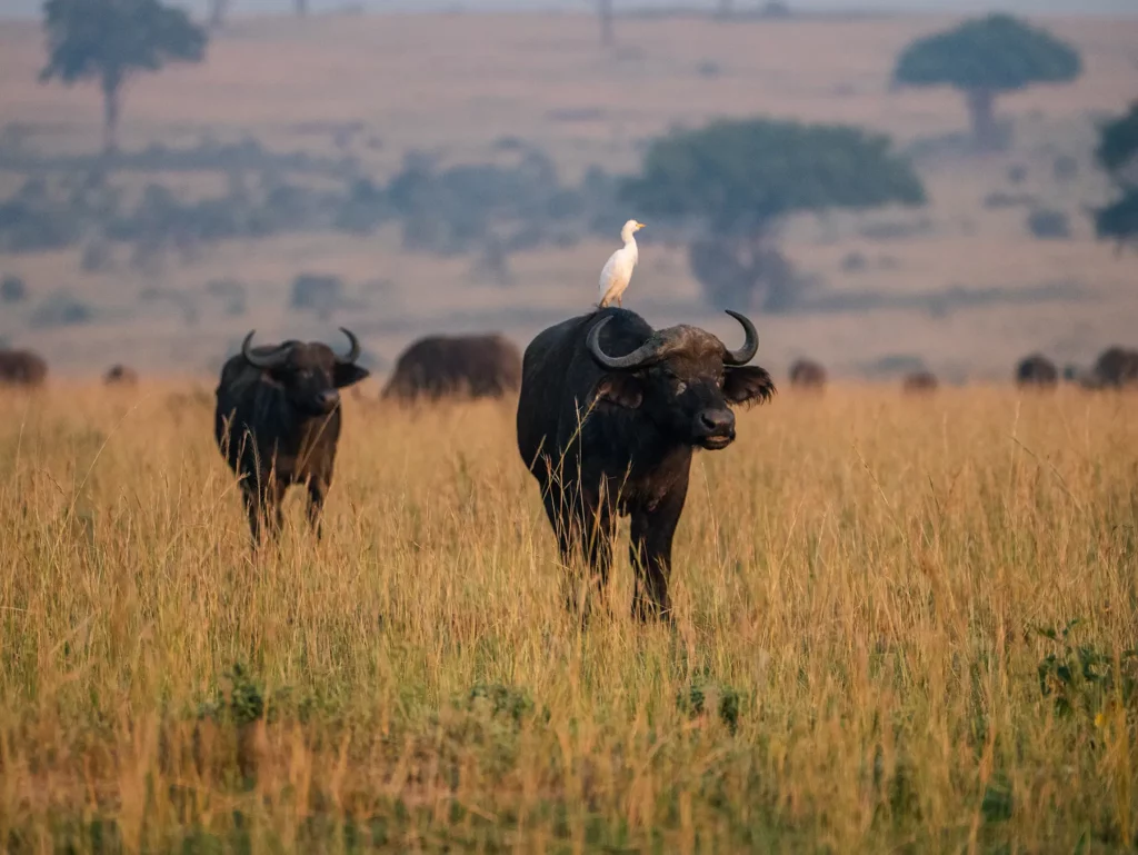 Male buffalo with cattle egret on its back in Murchison Falls, Uganda