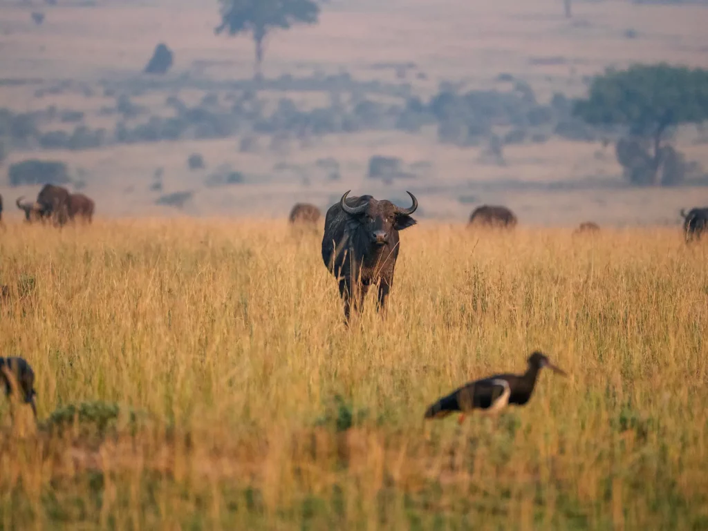 Buffalo with abdim's stalk in foreground, Murchison Falls, Uganda