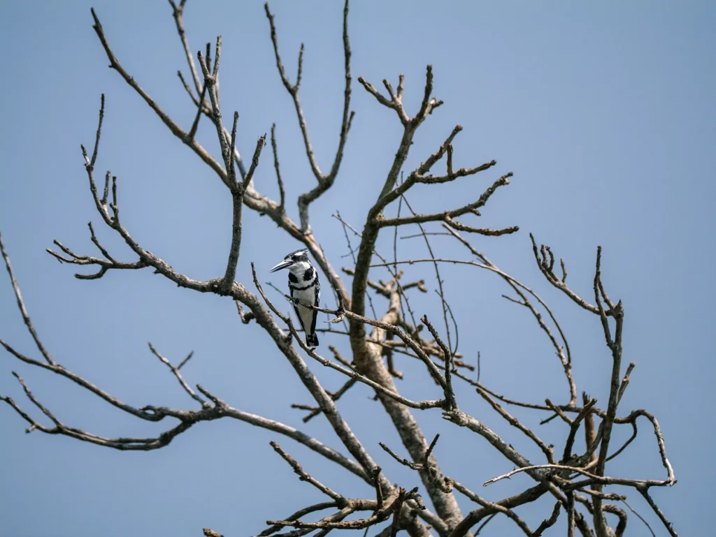 Pied Kingfisher, Murchison Falls, Uganda