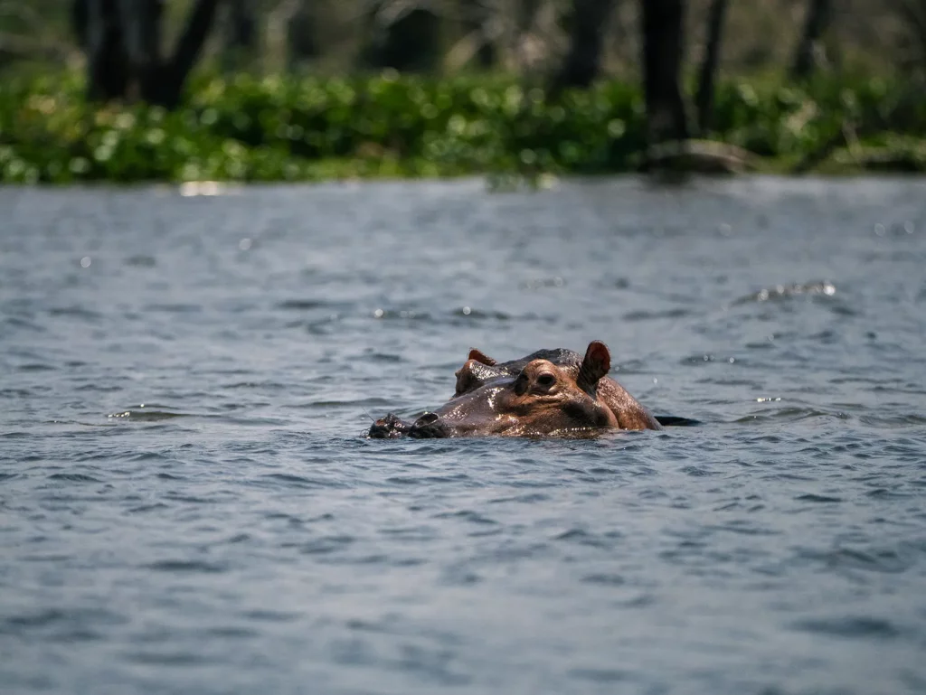 Hippo in the Nile River, Murchison Falls, Uganda