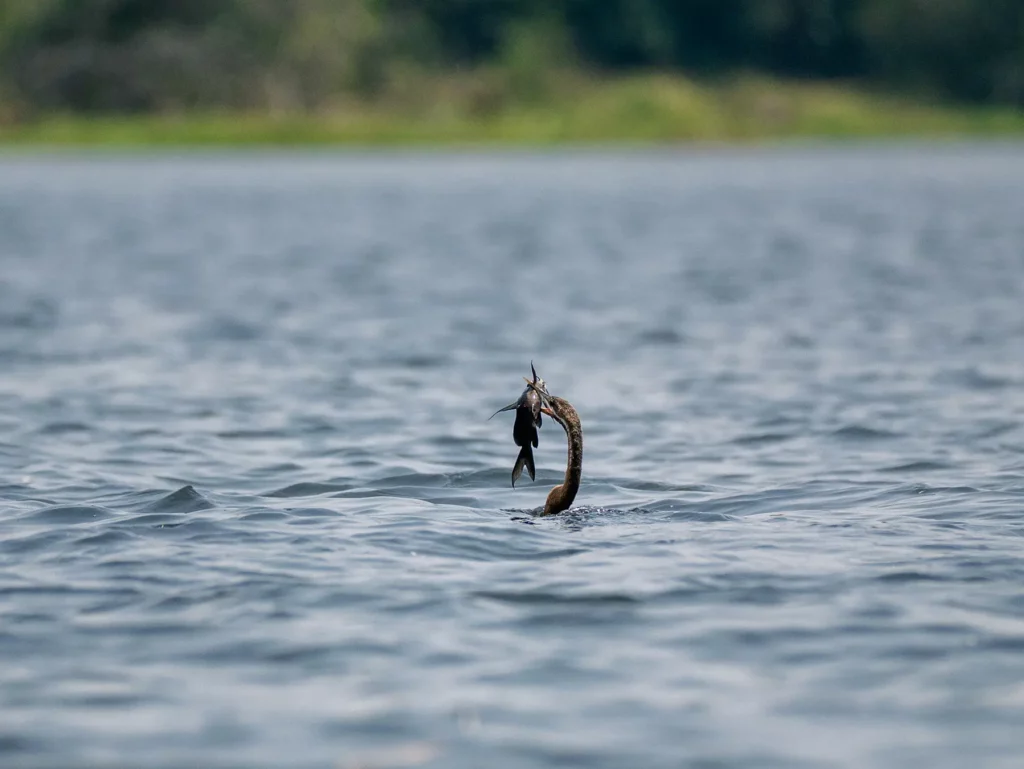 African Darter with catfish in Nile River, Murchison Falls, Uganda