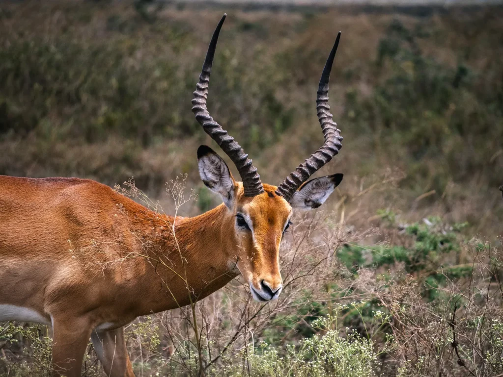 Impala ram in Nairobi National Park, Kenya
