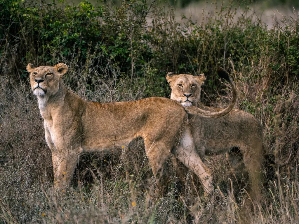 Lionesses in Nairobi National Park, Kenya