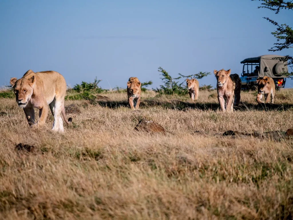 Lion Pride in Maasai Mara Kenya