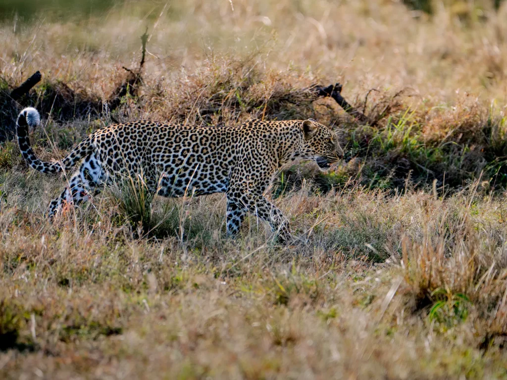Female leopard known as Ndoto in Maasai Mara, Kenya