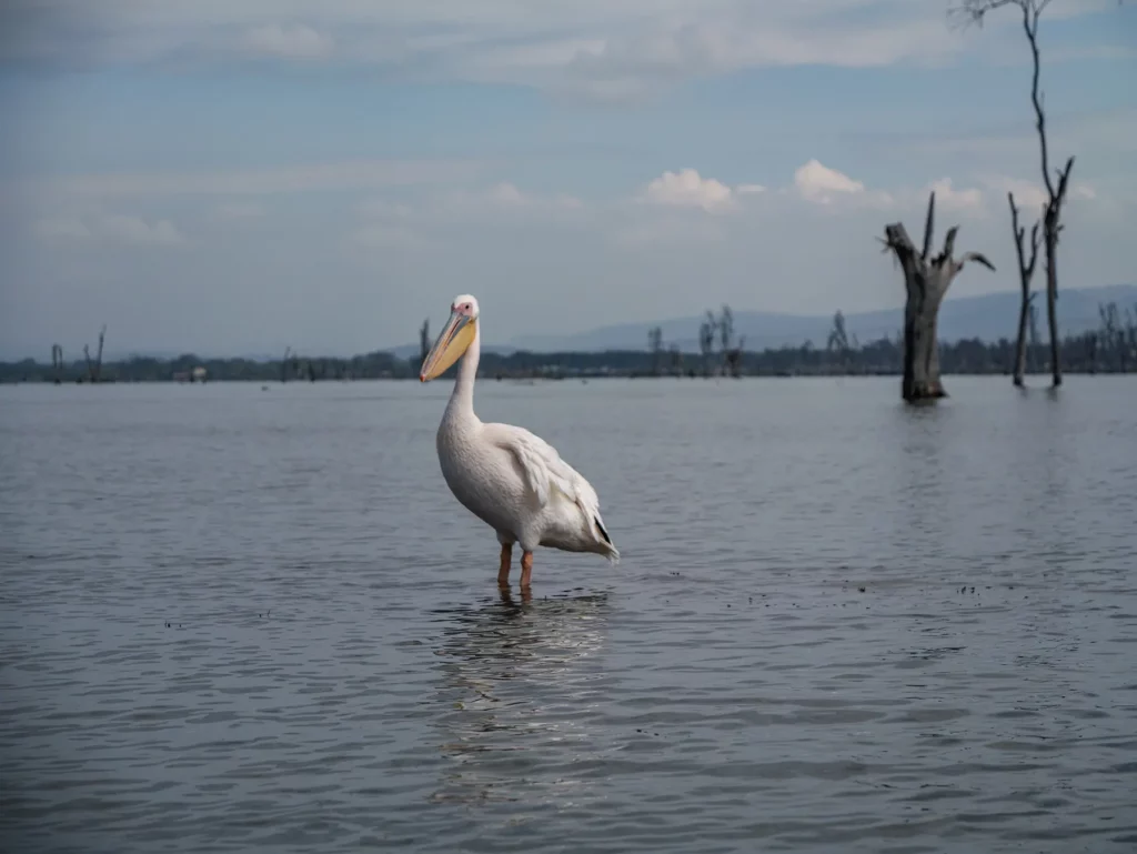Great white pelican standing in Lake Naivasha, Kenya