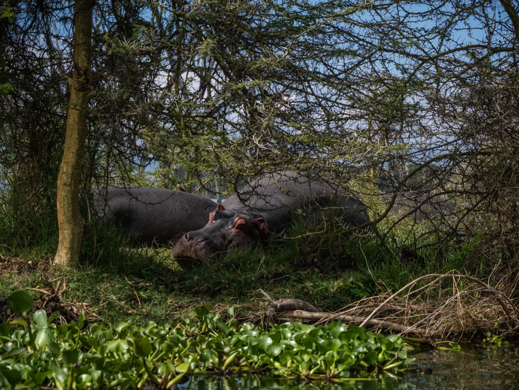 Hippo on Lake Naivasha, Kenya.