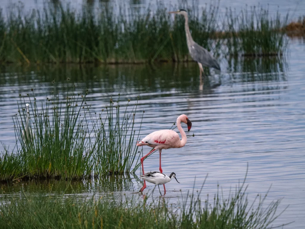 Greater flamingo and pied avocet wading in shallows at Lake Nakuru National Park, Kenya