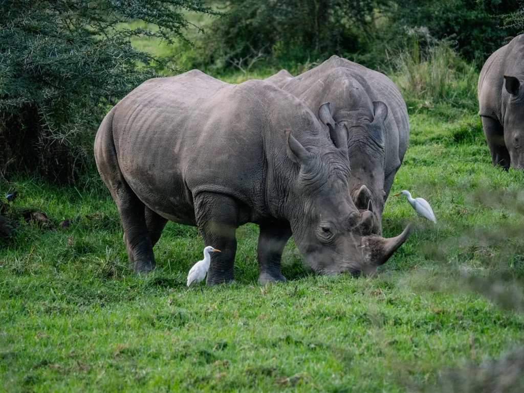 White rhino are abundant in Ol Pejeta Conservancy