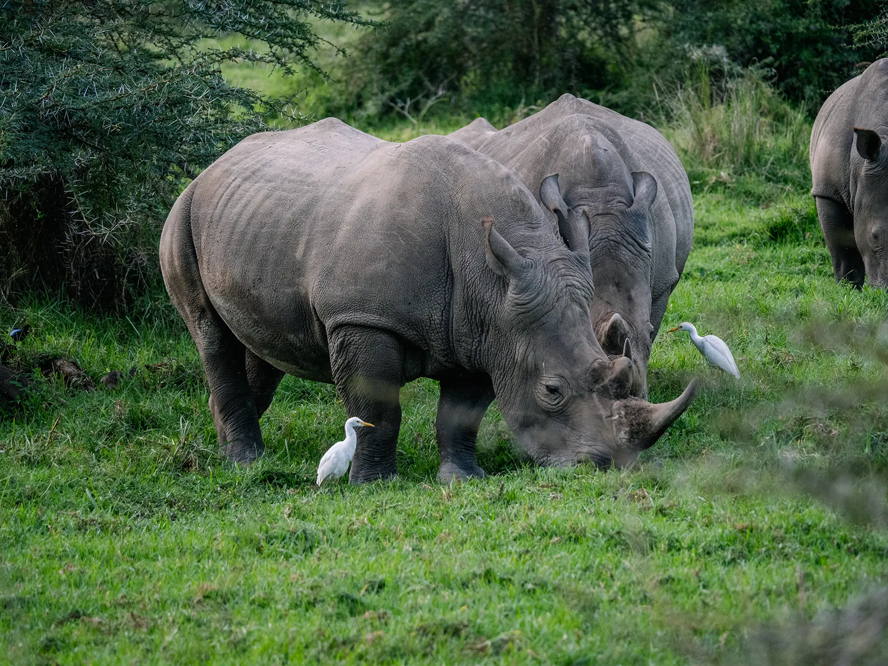 White rhino are abundant in Ol Pejeta Conservancy