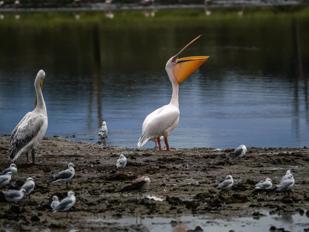 Great white pelicans on lakeshore at Lake Nakuru National Park, Kenya