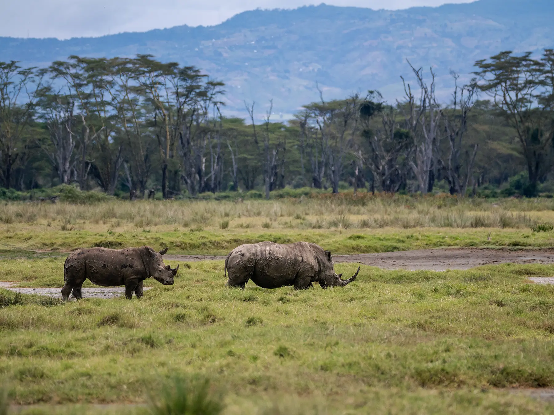 White rhino with calf at Lake Nakuru National Park, Kenya