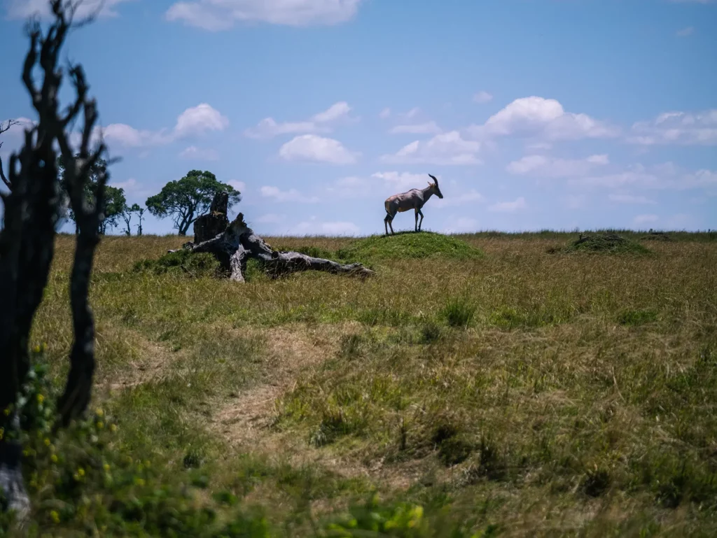 Topi standing on termite mound in Maasai Mara National Reserve, Kenya
