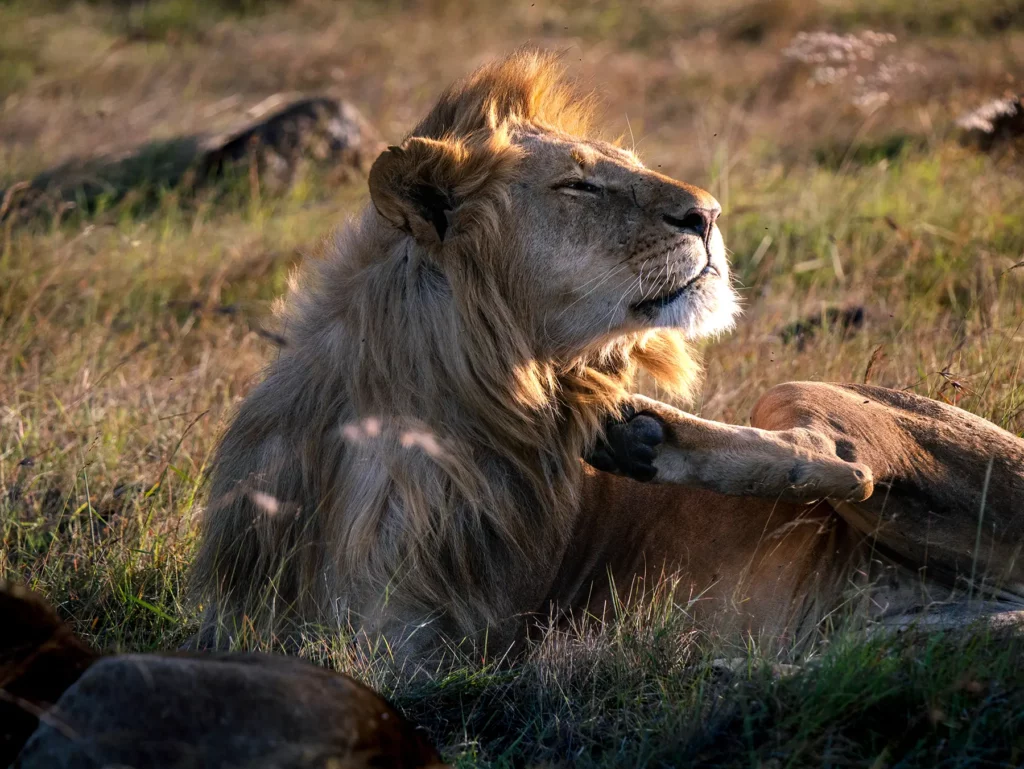 Male lion resting in golden hour light in Maasai Mara National Reserve, Kenya