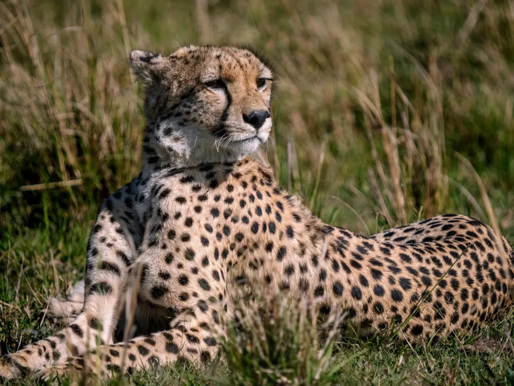 Cheetah resting in grass in Maasai Mara National Reserve, Kenya