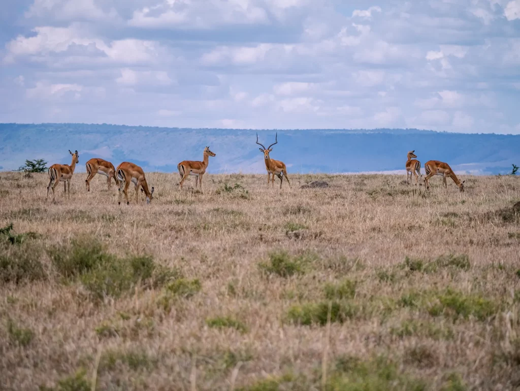Impala herd with male on savanna in Maasai Mara National Reserve, Kenya