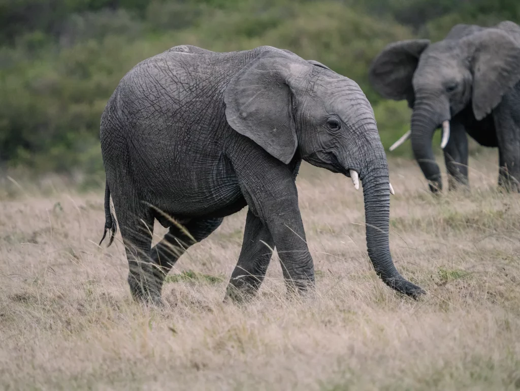 Young elephant walking with adult in Maasai Mara National Reserve, Kenya