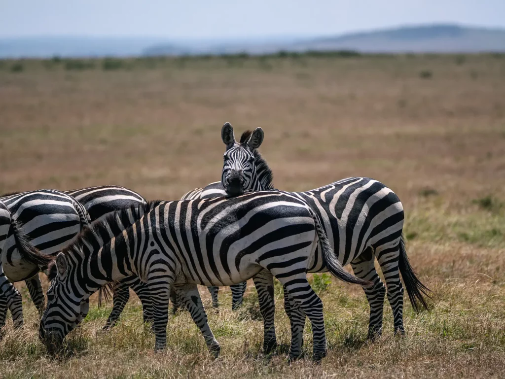 Zebra herd grazing on savanna in Maasai Mara National Reserve, Kenya