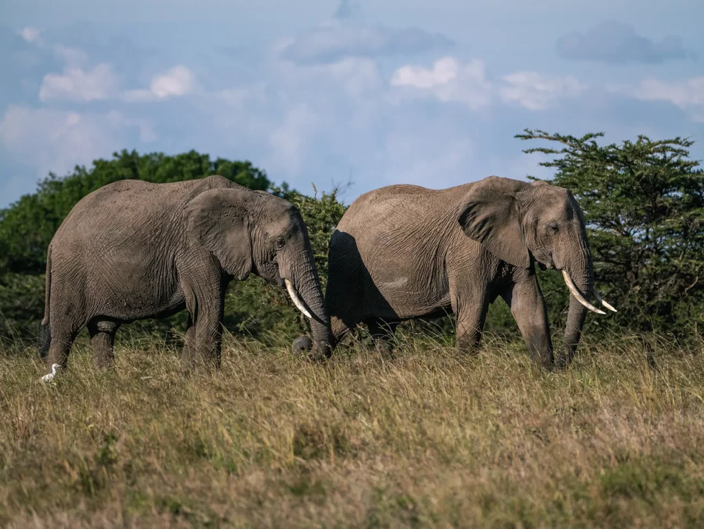 Two elephants walking in Maasai Mara National Reserve, Kenya